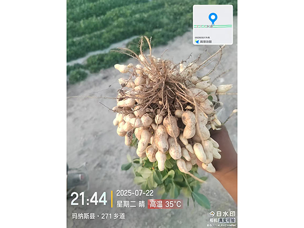 濰花25號