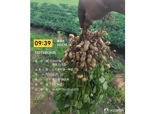 濰花25號果實(shí)