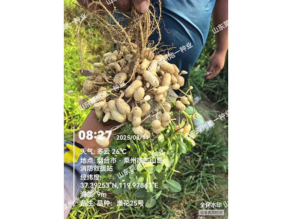 濰花25號果實(shí)